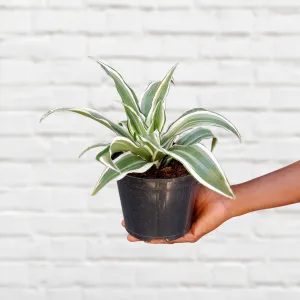 Dragon Tree - White Jewel
