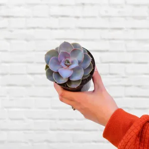 Echeveria - Perle von Neurenberg