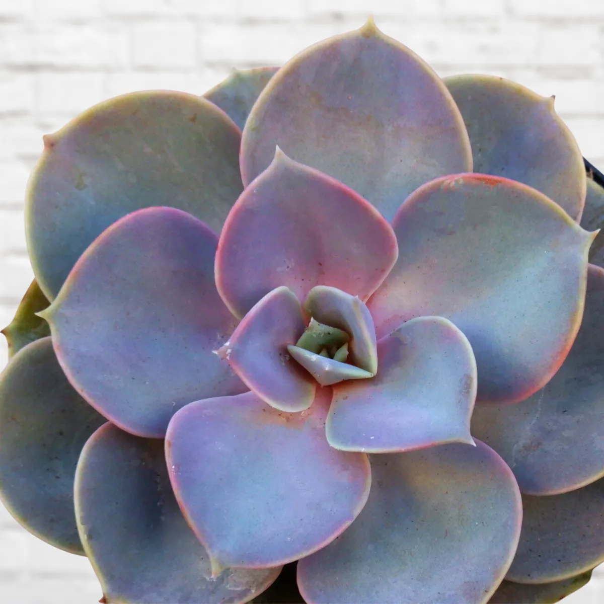 Echeveria - Perle von Neurenberg