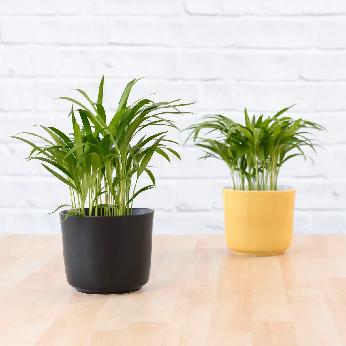 Parlor Palm