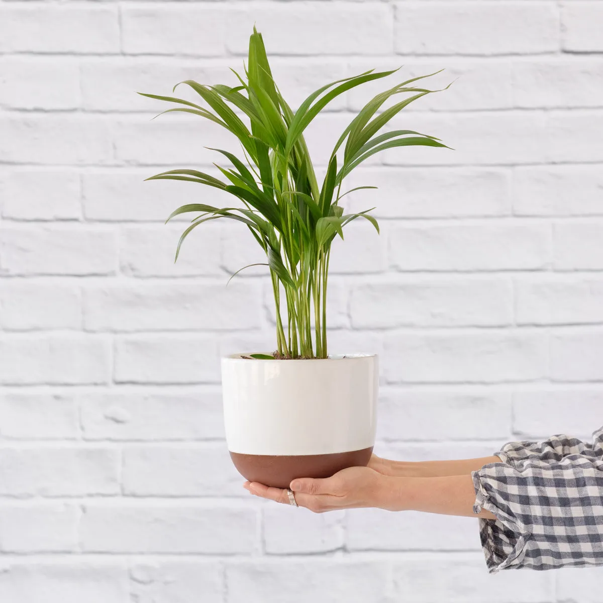 Parlor Palm