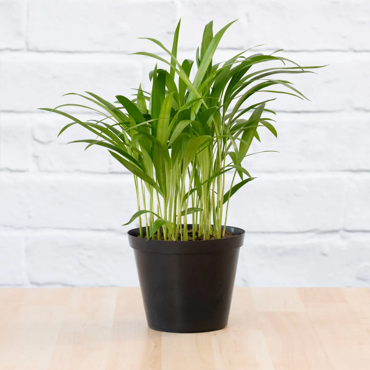 Parlor Palm