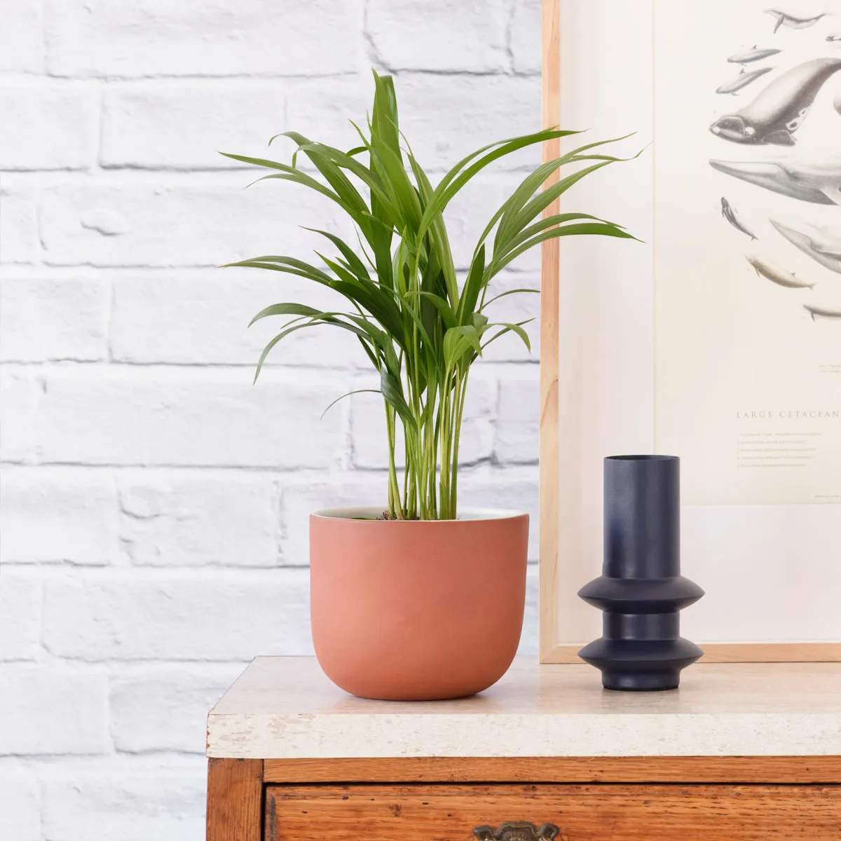 Parlor Palm
