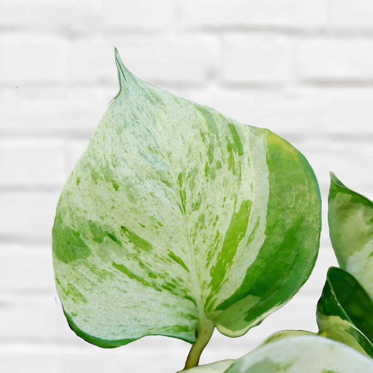 Pothos - Manjula