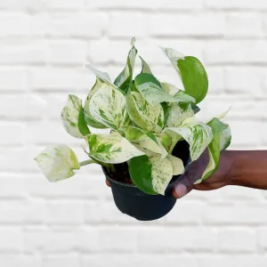 Pothos - Manjula