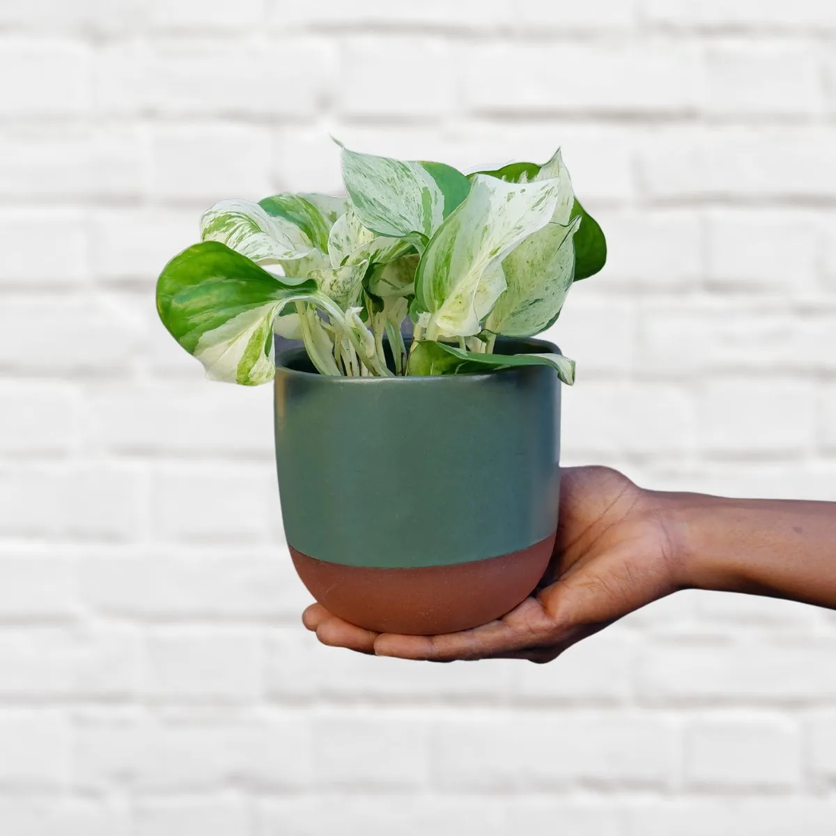 Pothos - Manjula