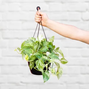 Pothos - Marble Queen - LARGE