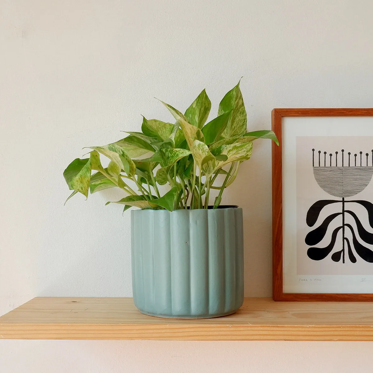 Pothos - Marble Queen