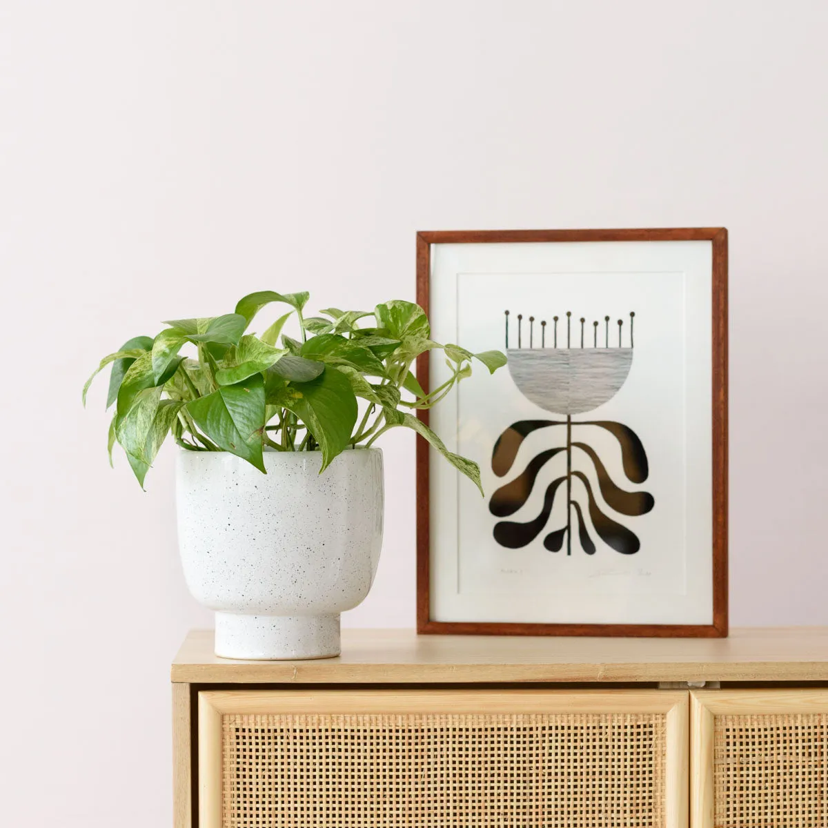 Pothos - Marble Queen