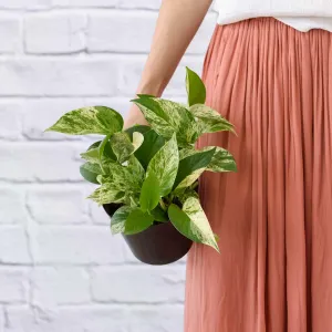 Pothos - Marble Queen