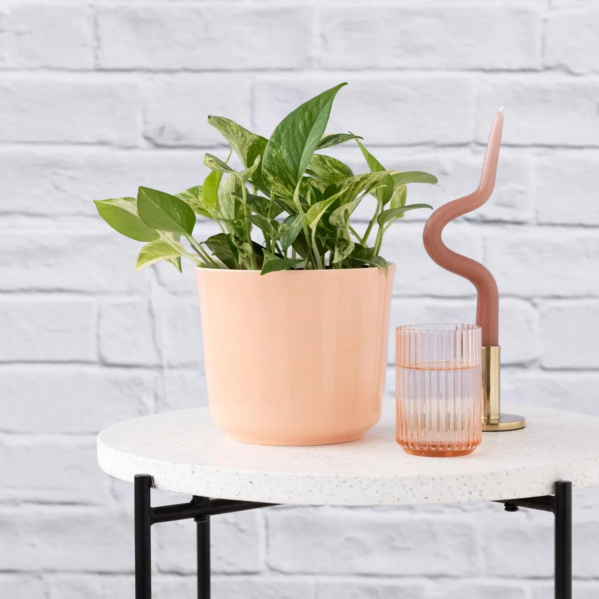 Pothos - Marble Queen