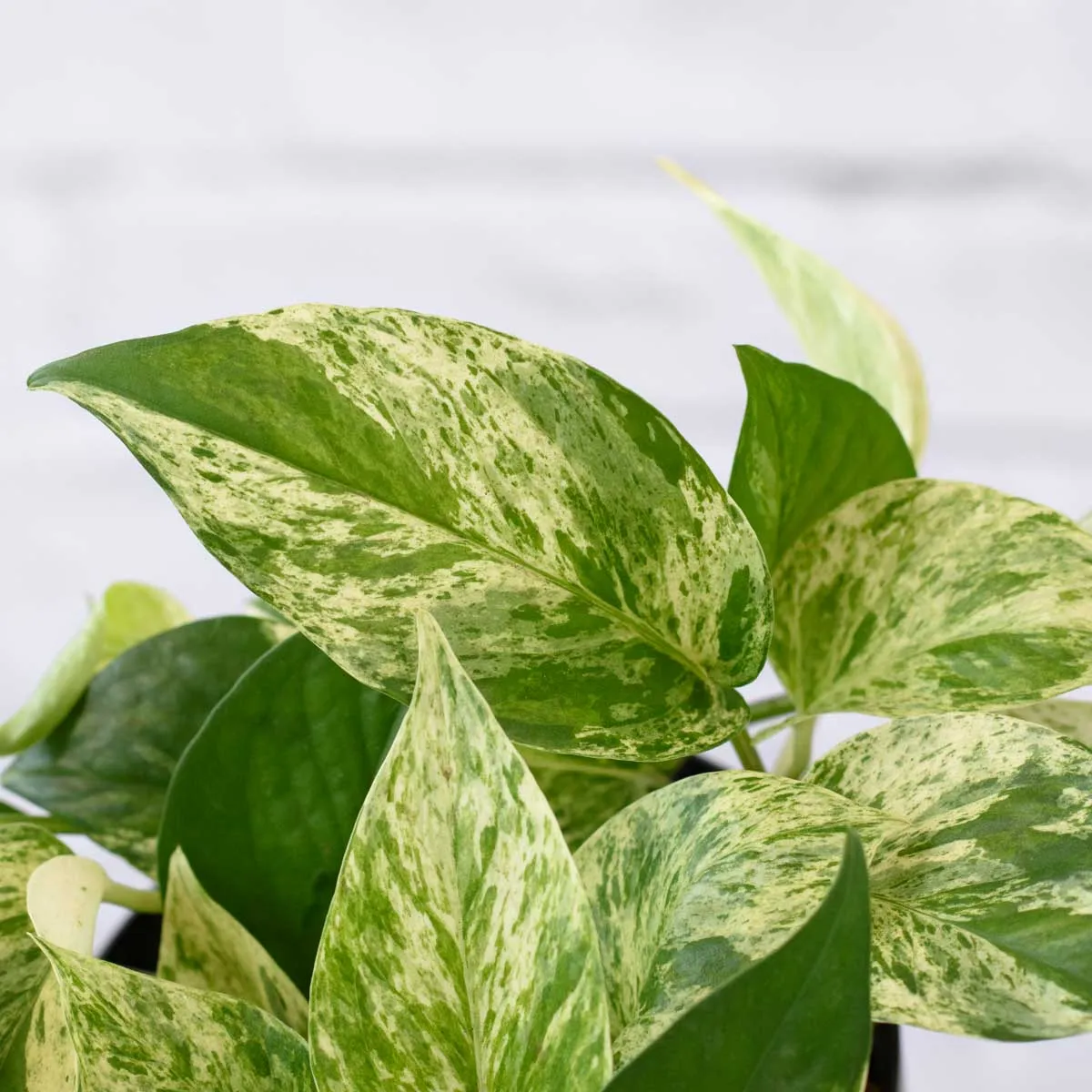 Pothos - Marble Queen