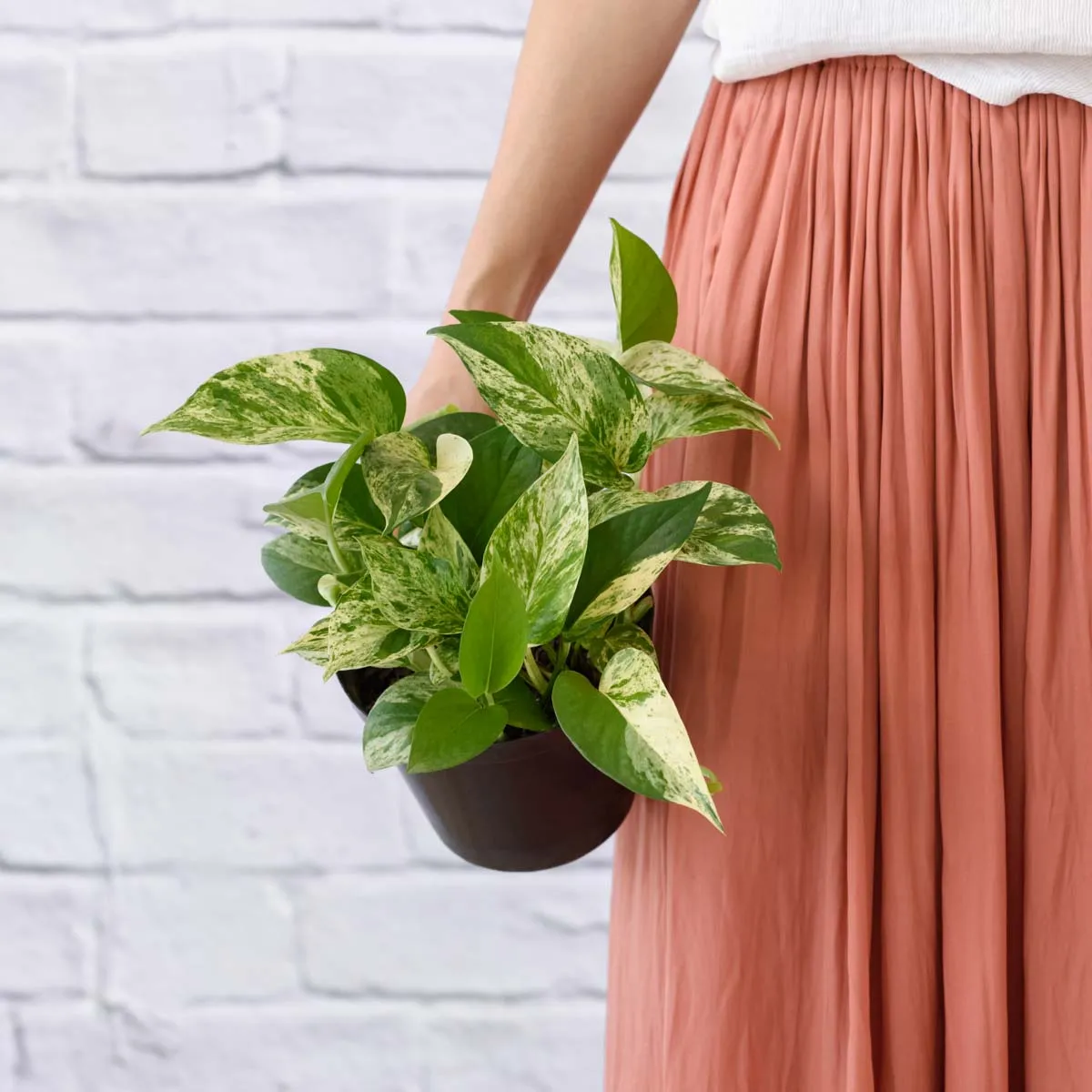 Pothos - Marble Queen