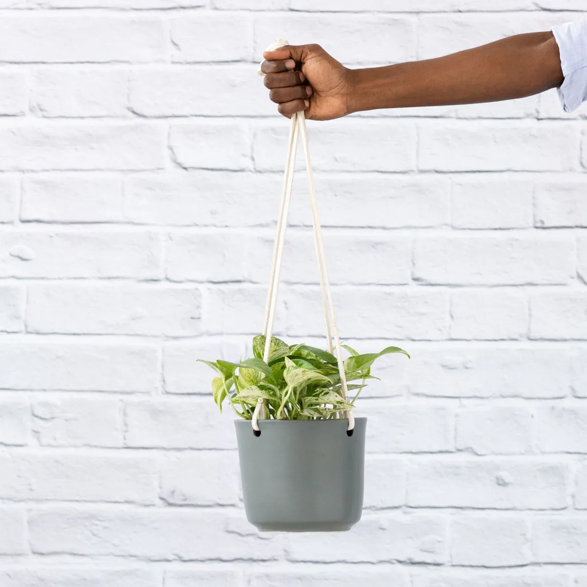 Pothos - Marble Queen