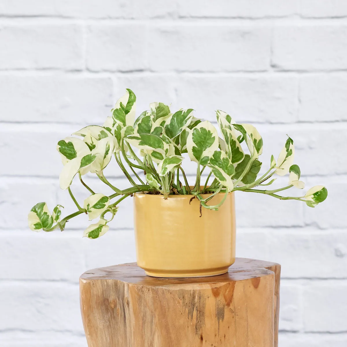 Pothos - N'Joy