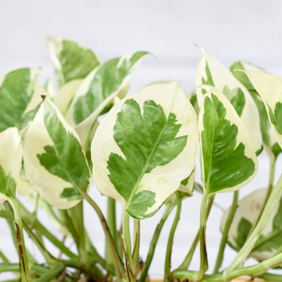 Pothos - N'Joy
