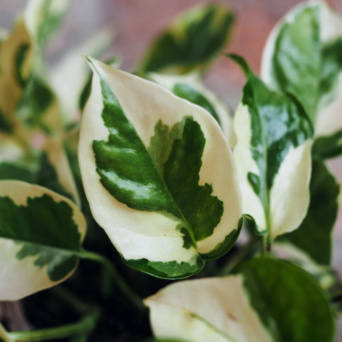 Pothos - N'Joy