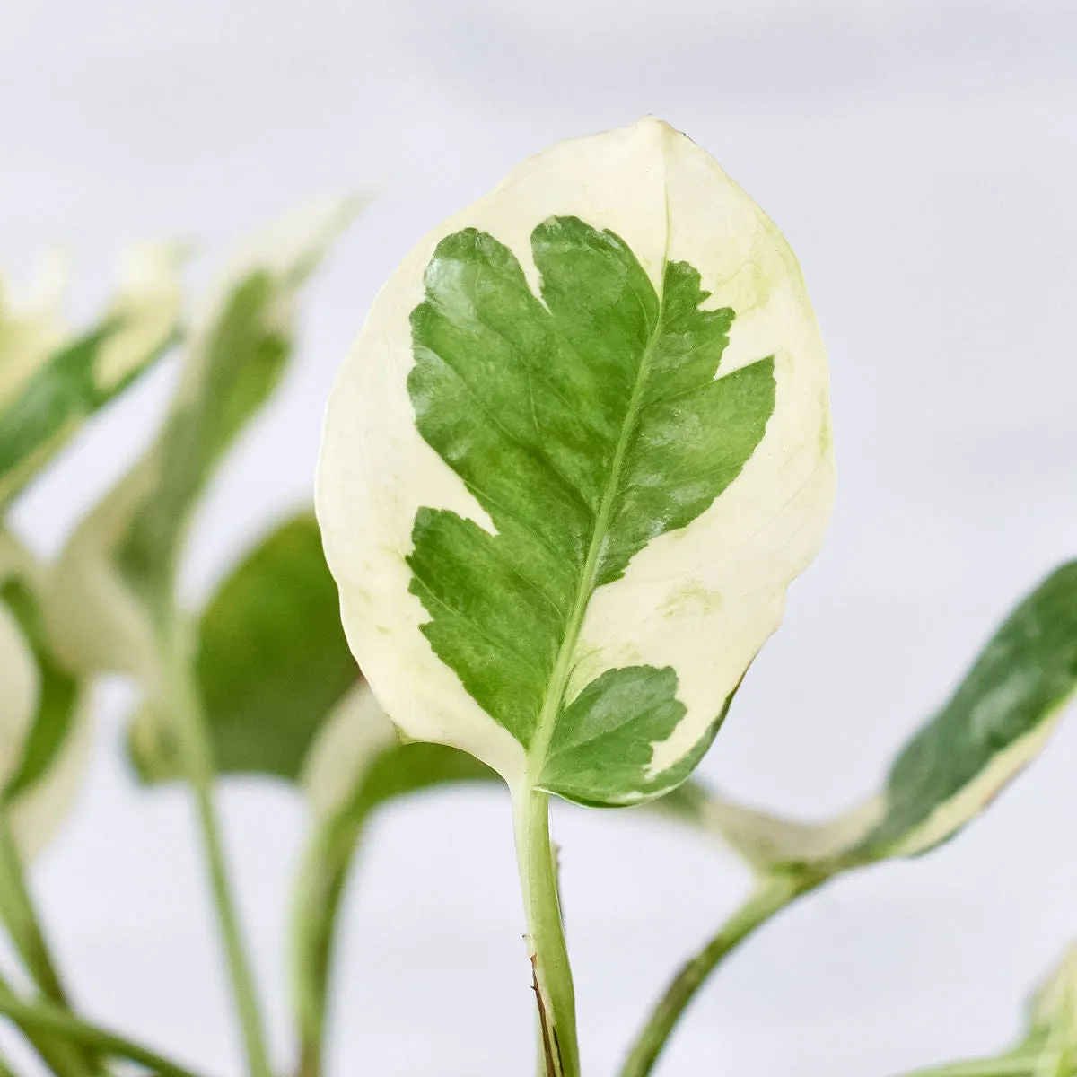Pothos - N'Joy