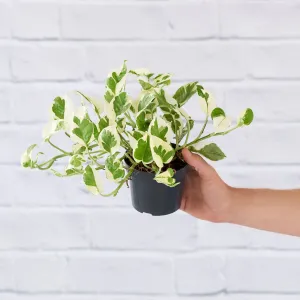 Pothos - N'Joy