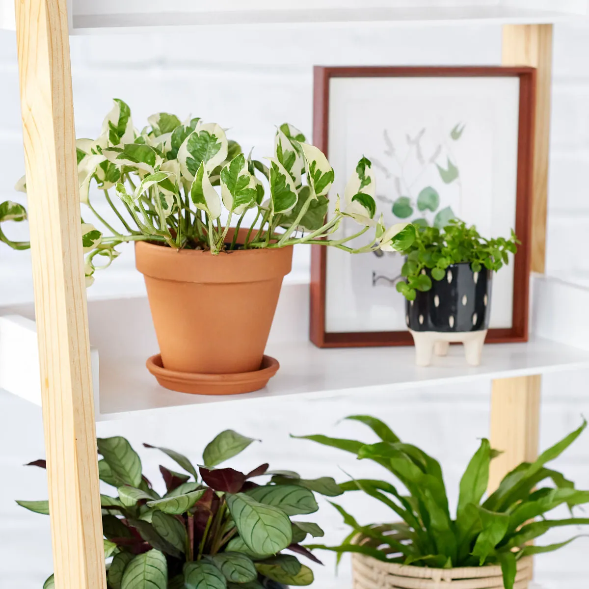 Pothos - N'Joy